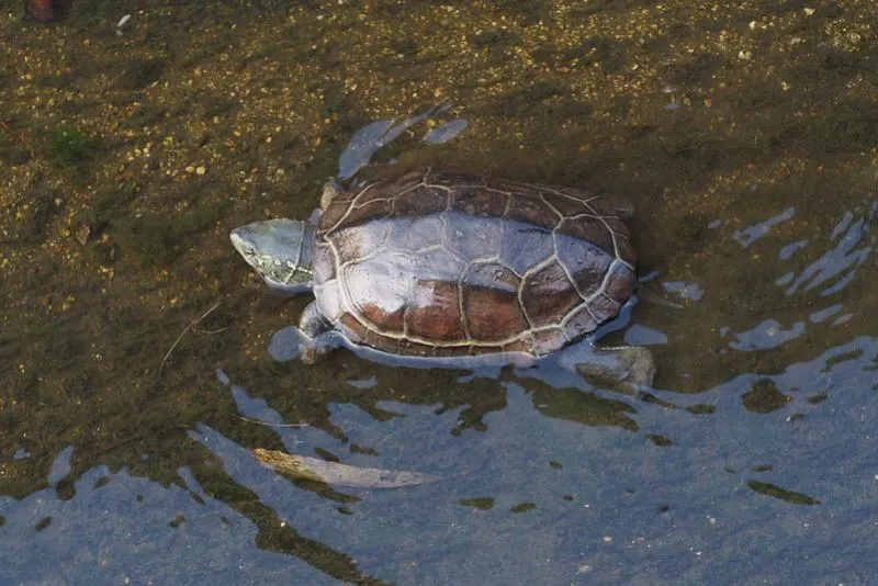 31 Different Types of Turtles Around the World 24 Chinese Pond Turtle