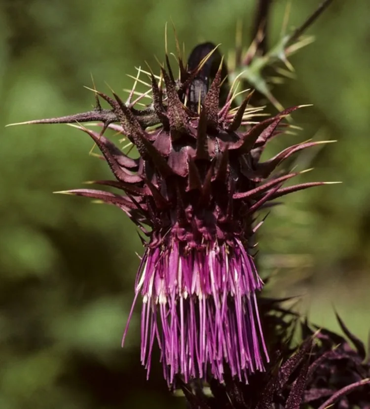 Cirsium Vinaceum Sacramento Mountains thistle