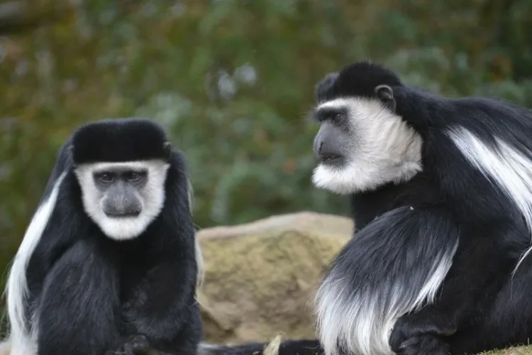 dpa) - A snow-white guereza baby sits next to a mostly black grown