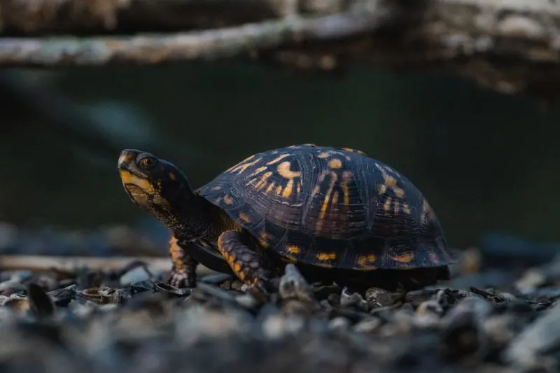 31 Different Types of Turtles Around the World 8 Common Box Turtle