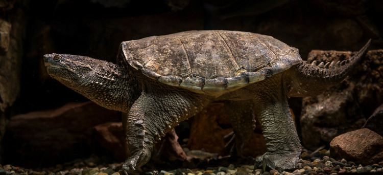 Common Snapping Turtle