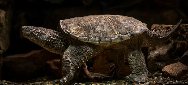 Common Snapping Turtle