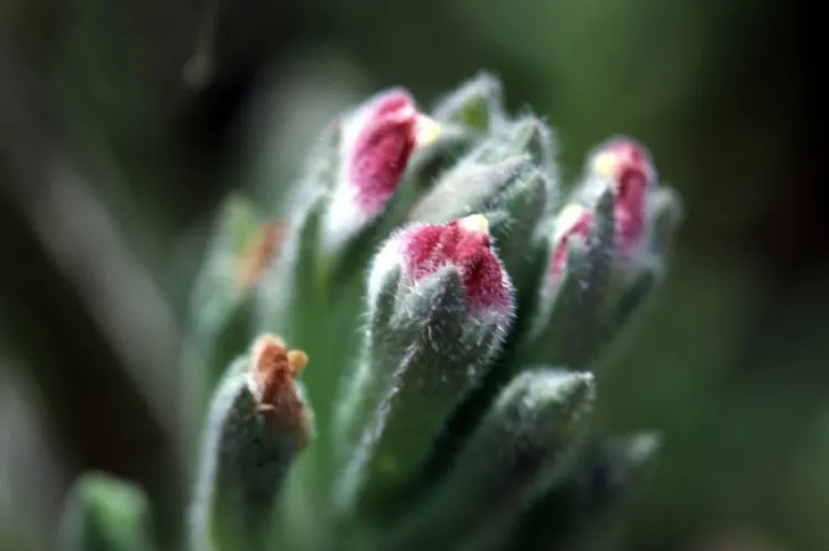 21 Top Most Endangered Plants Around the World 29 Cordylanthus maritimus