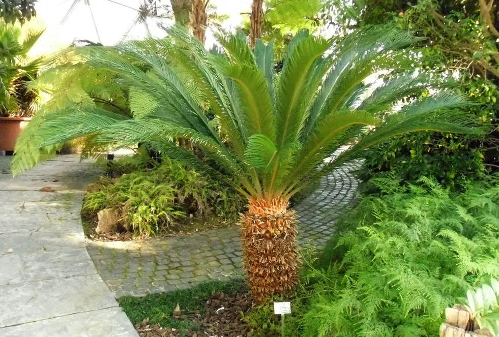 21 Top Most Endangered Plants Around the World 8 Cycas Revoluta