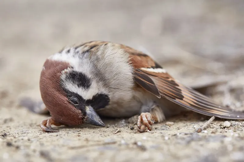Dead sparrow on the ground