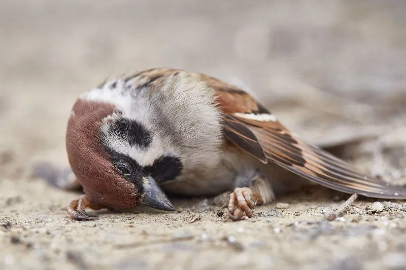 10 Important Pros and Cons of Culling Animals 7 Dead sparrow on the ground