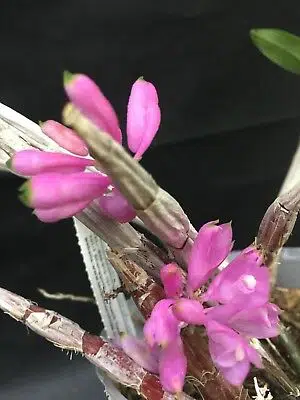 21 Top Most Endangered Plants Around the World 21 Dendrobium Changjiangense