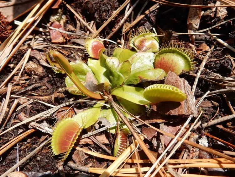 21 Top Most Endangered Plants Around the World 7 Dionaea Muscipula.jpg