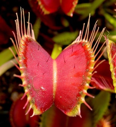 21 Top Most Endangered Plants Around the World
