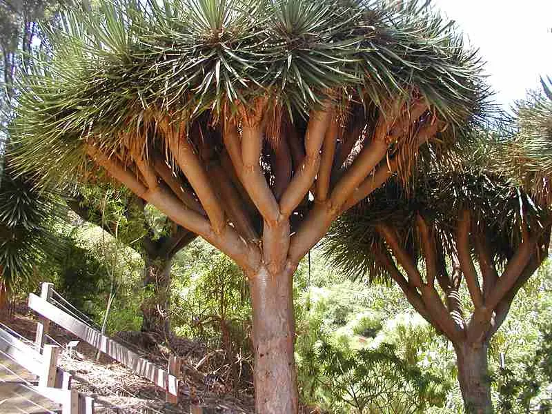 Dracaena Draco