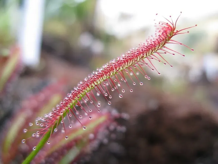 21 Top Most Endangered Plants Around the World 5 Drosera Anglica