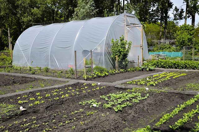 one Pack AITREASURE 10ft × 20ft Greenhouse Film 6.3 mil Garden Clear Polyethylene Plastic Covers 160 GSM for Greenhouse Plants Windproof Frost& Dust Proof 