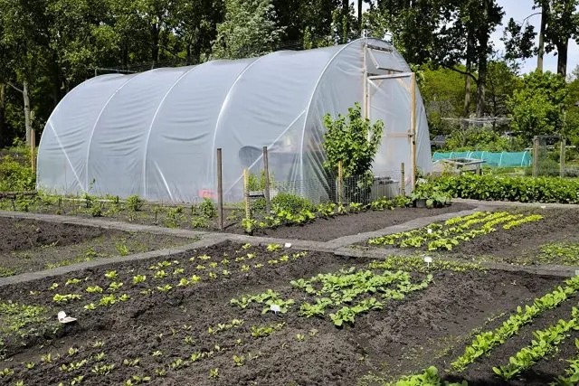 ECOgardener Greenhouse Clear Plastic Film