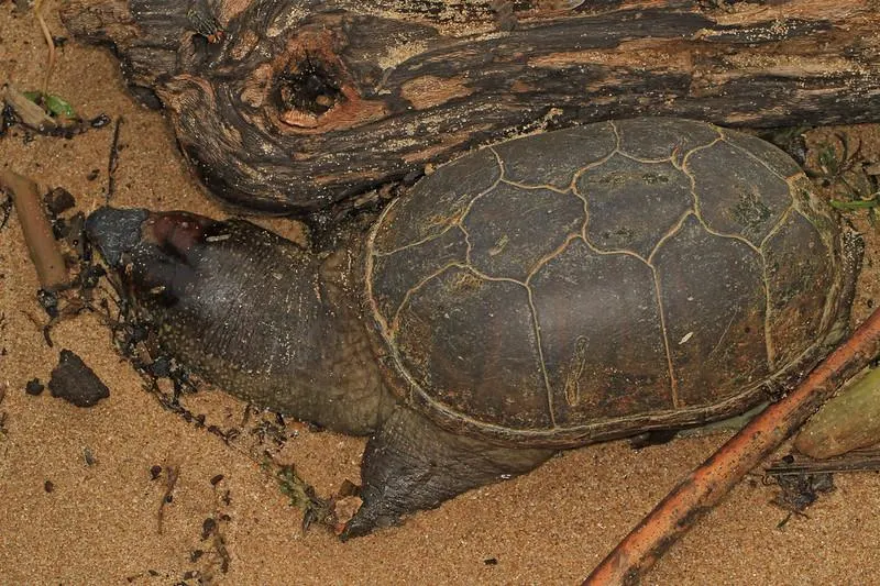 Eastern Mud Turtle