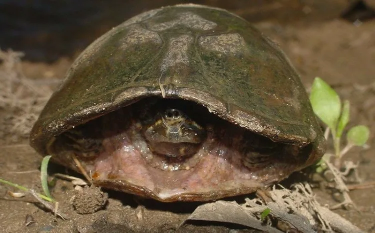 31 Different Types of Turtles Around the World 22 Eastern Musk Turtle