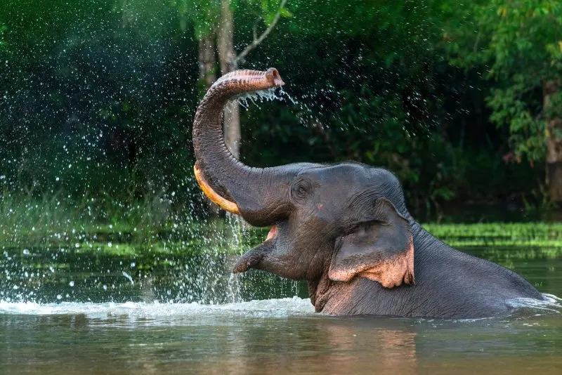 Elephant splashing water