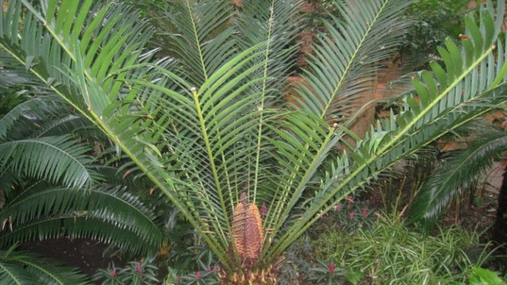 A growing Encephalartos altensteinii