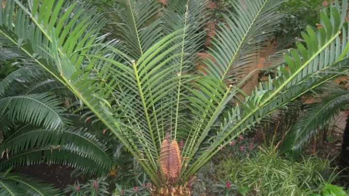 A growing Encephalartos altensteinii