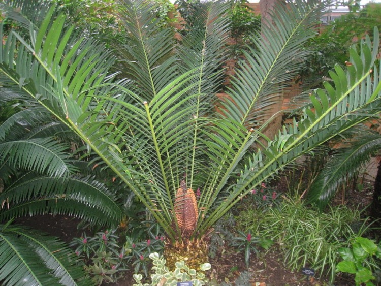 A growing Encephalartos altensteinii