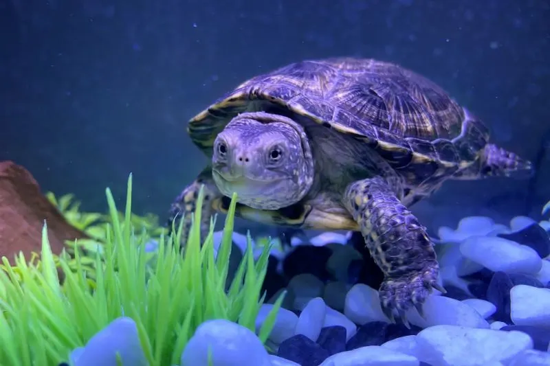 European Pond Turtle