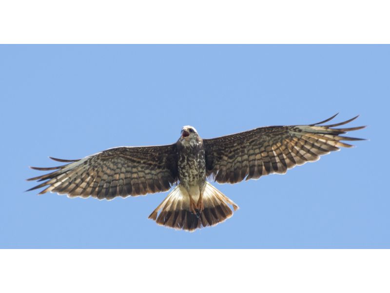 Endangered Everglade Snail Kite