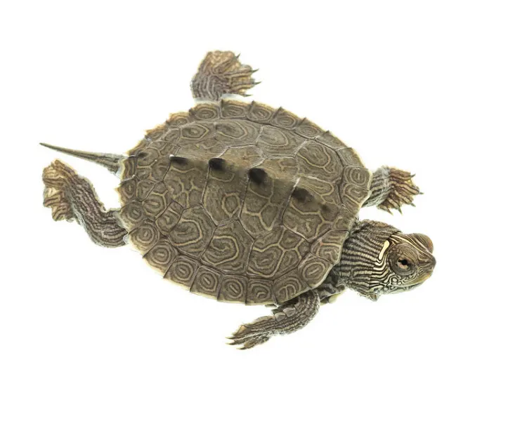 False Map Turtle