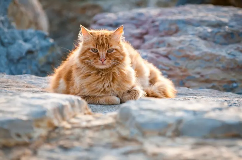 feral cat sitting outdoors on a rock wall