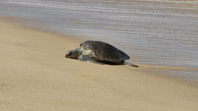 10 Different Types of Turtles Around the World 6 Flatback Turtle
