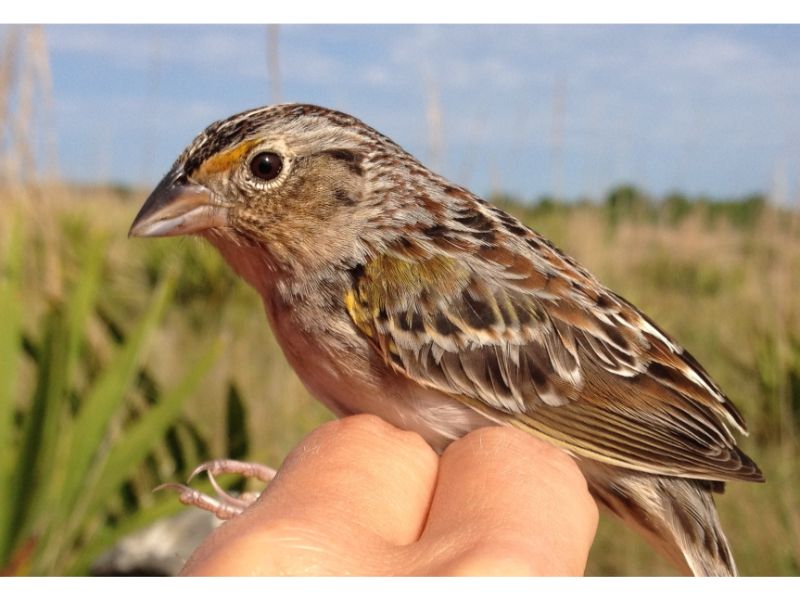 33 Most Threatened and Endangered Species in Florida 28 Endangered Florida Grasshopper Sparrow