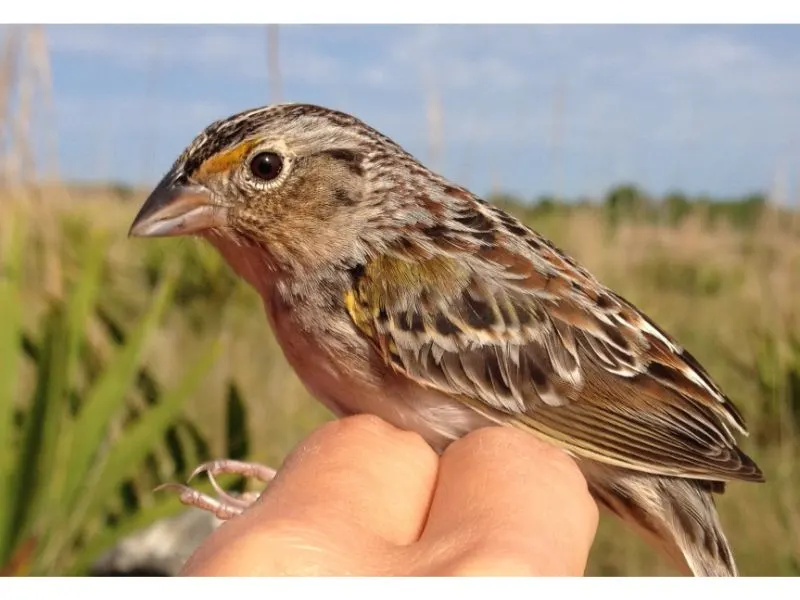 33 Most Threatened and Endangered Species in Florida 28 Endangered Florida Grasshopper Sparrow