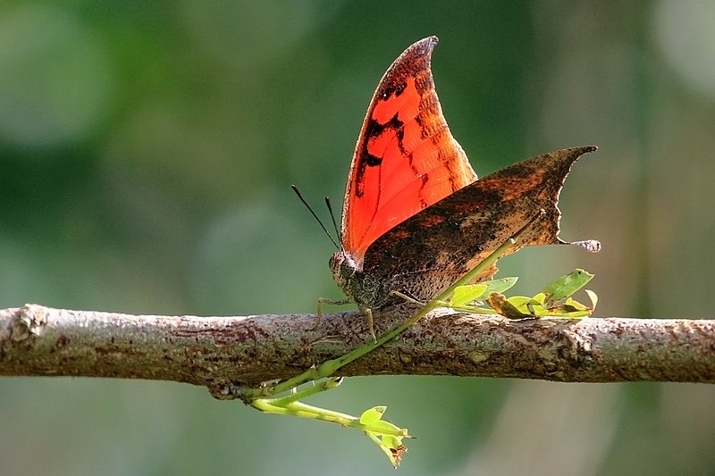 Endangered Florida Leafwing Butterfly