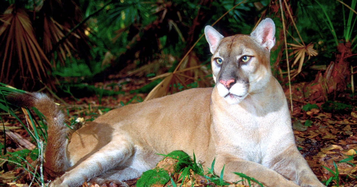 Endangered Florida Panther