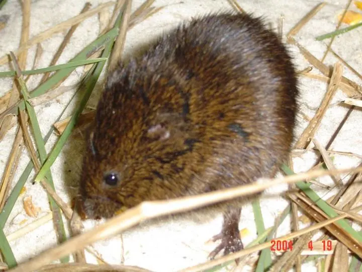 Endangered Florida Salt Marsh Vole