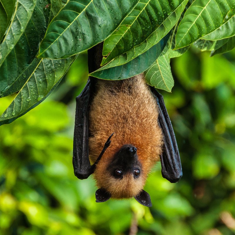 Flying fox hanging upside down on tree