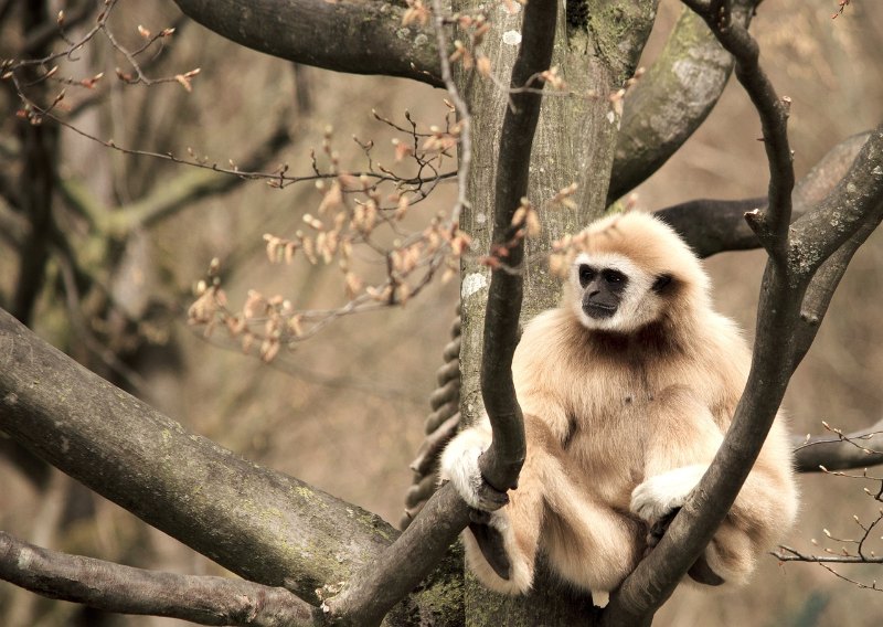 Gibbon