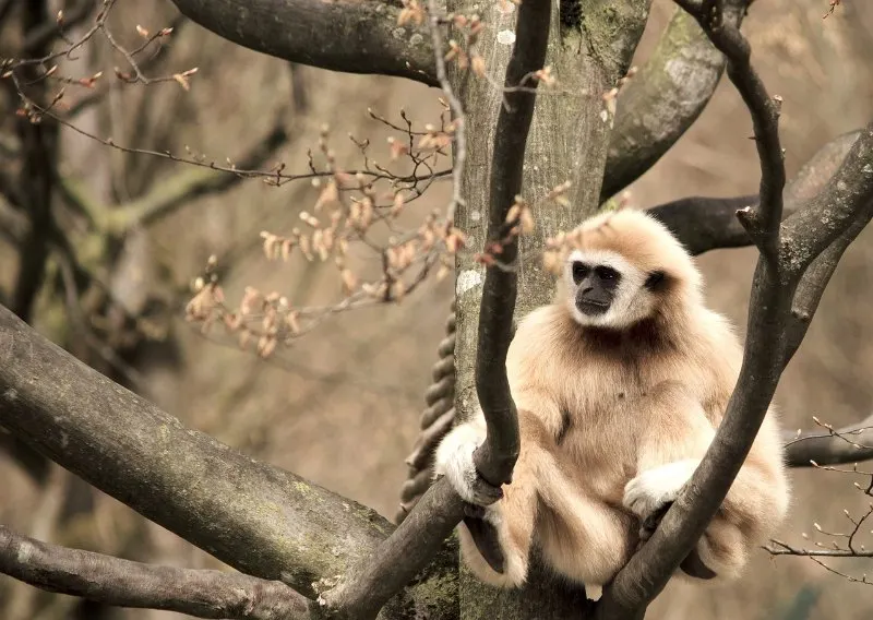 13 Types of Monkeys from Around the World 25 Gibbon
