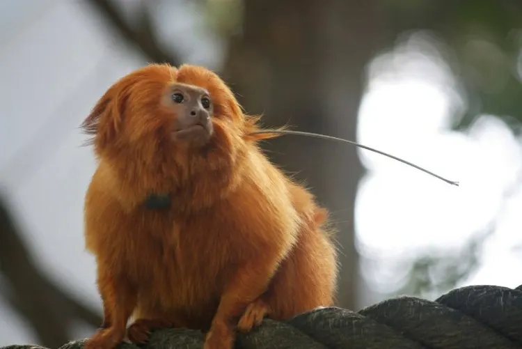 13 Types of Monkeys from Around the World 22 Golden Lion Tamarin Monkey