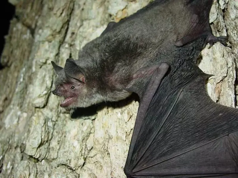 33 Most Threatened and Endangered Species in Florida 1 Endangered Gray Bat