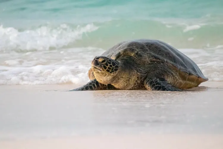 31 Different Types of Turtles Around the World 3 Green Sea Turtle