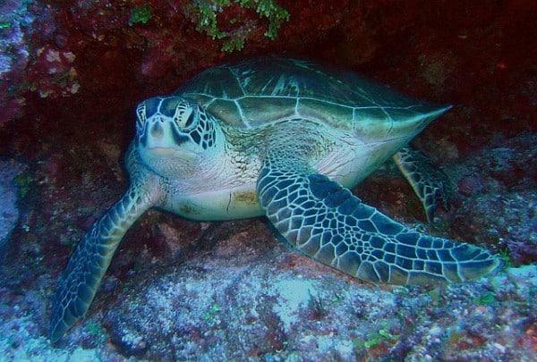 10 Different Types of Turtles Around the World 3 Green sea turtles