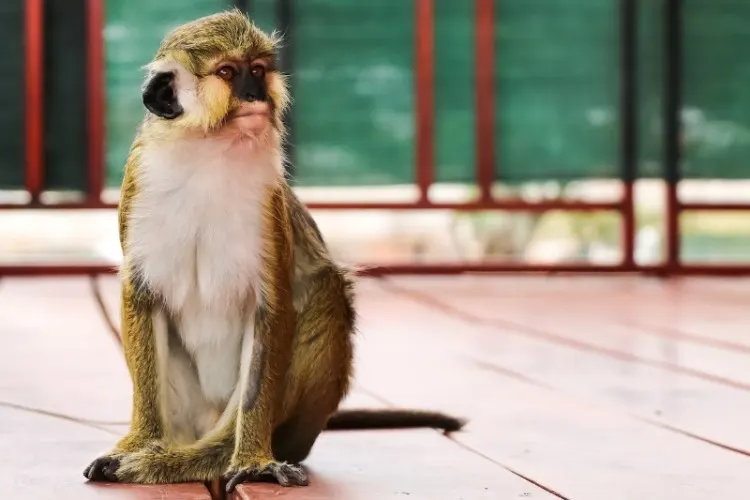 13 Types of Monkeys from Around the World