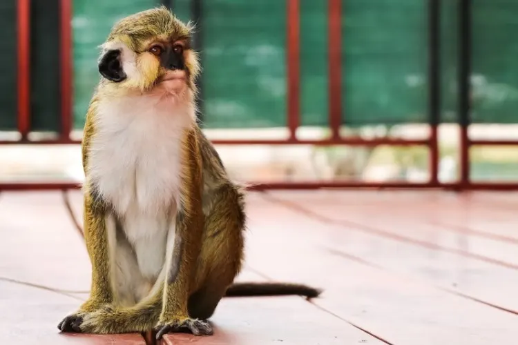 13 Types of Monkeys from Around the World 12 Guenon monkey