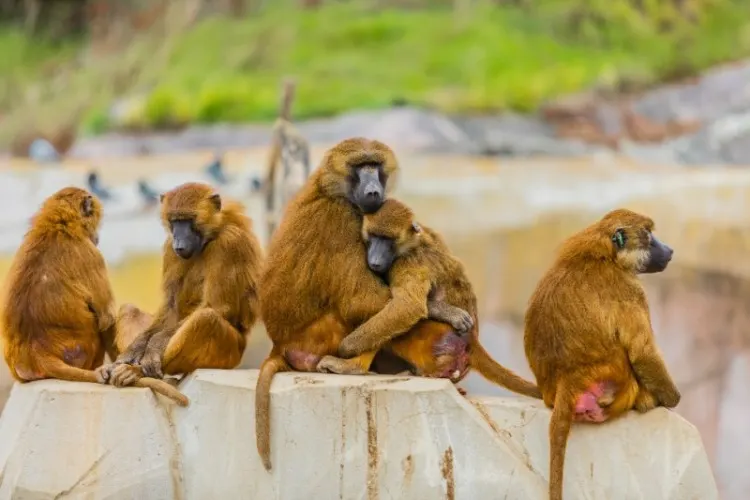 Guinea baboons sitting on a rock