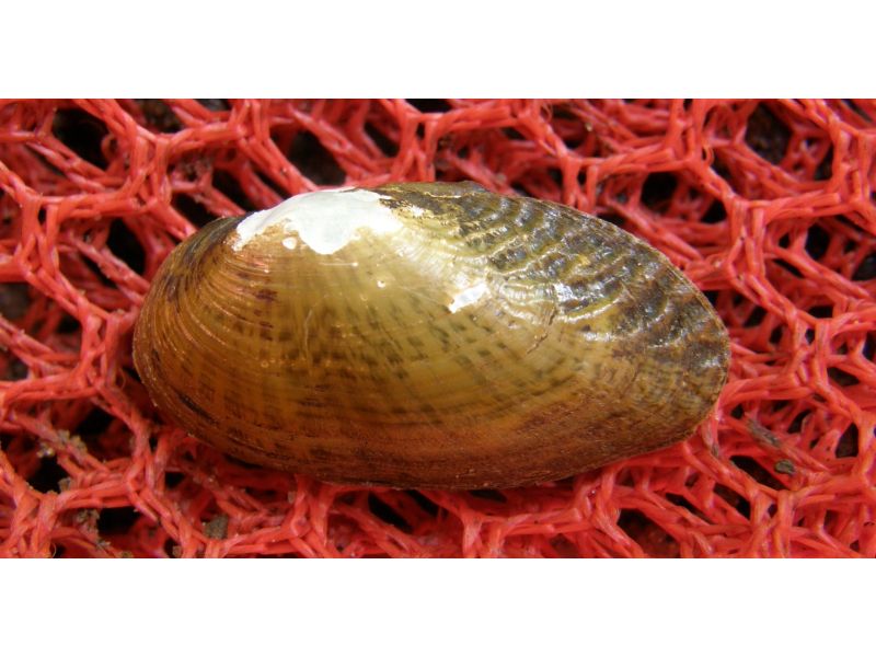 33 Most Threatened and Endangered Species in Florida 12 Endangered Gulf Moccasinshell