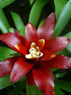 Guzmania Lepidota