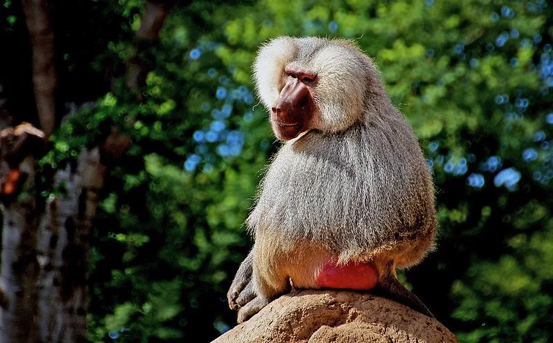 13 Types of Monkeys from Around the World 6 Hamadryas Baboon sitting