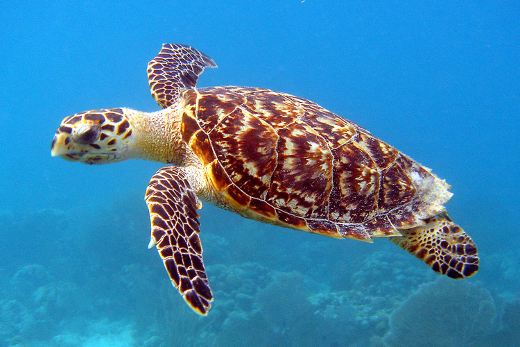 Endangered Hawksbill Sea Turtle