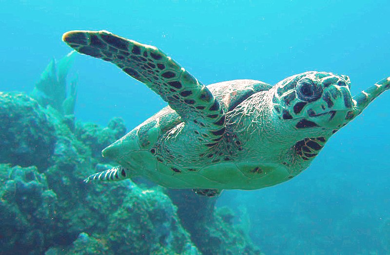 Hawksbill Sea Turtle