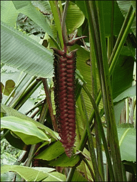 Heliconia Brenneri