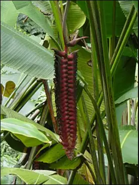 Heliconia Brenneri